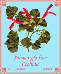 Salvia regla from Coahuila