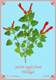 Salvia regla from Hidalgo
