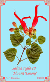Salvia regla cv. `Mount Emory'
