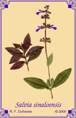 Salvia sinsloensis