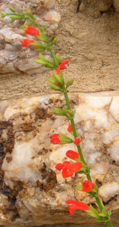 Salvia subrotunda