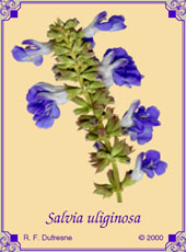 Salvia uliginosa