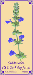 Salvia urica (U C Berkeley selection)