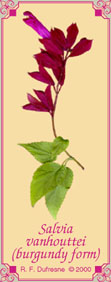 Salvia vanhouttei (burgundy form)