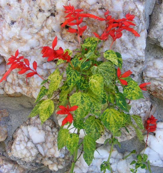 Salvia vanhouttei DAncing Flames