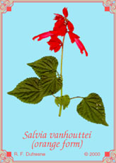 Salvia vanhouttei (orange form)