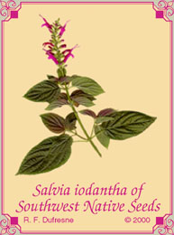 Salvia iodantha from Southwest Native Seeds