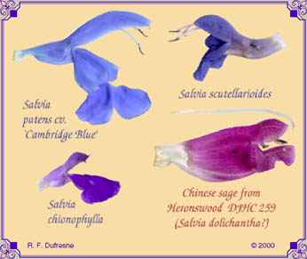 Blue and Purple Sages: