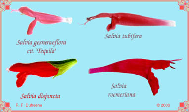 Red Tubular Salvias:
