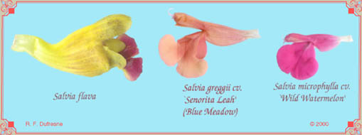 Color Variation in Salvias: