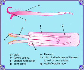 Sexual Organs - Pistil and Stamen