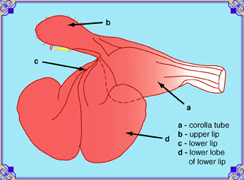 Flower Tissue Parts