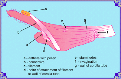 Secondary Floral Features