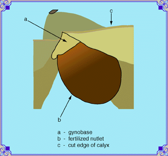 Fertilized Seed