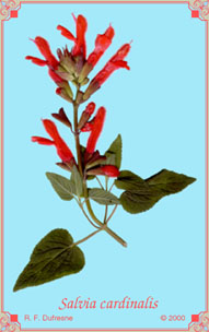 Salvia fulgens (S. cardinalis form)