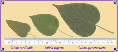 Salvia cardinalis, S. fulgens, and S. gesneraeflora foliage