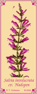 Salvia involucrata cv. `Hadspen'