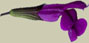 Salvia lycioides x greggii `Los Lirios'