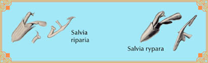 Salvia riparia vs. Salvia rypara floral structures