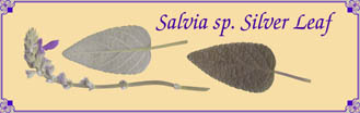 Salvia species, silver leaf