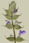 Salvia sp. Purple Stem of Yucca-Do