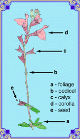 Flower Stem Structures